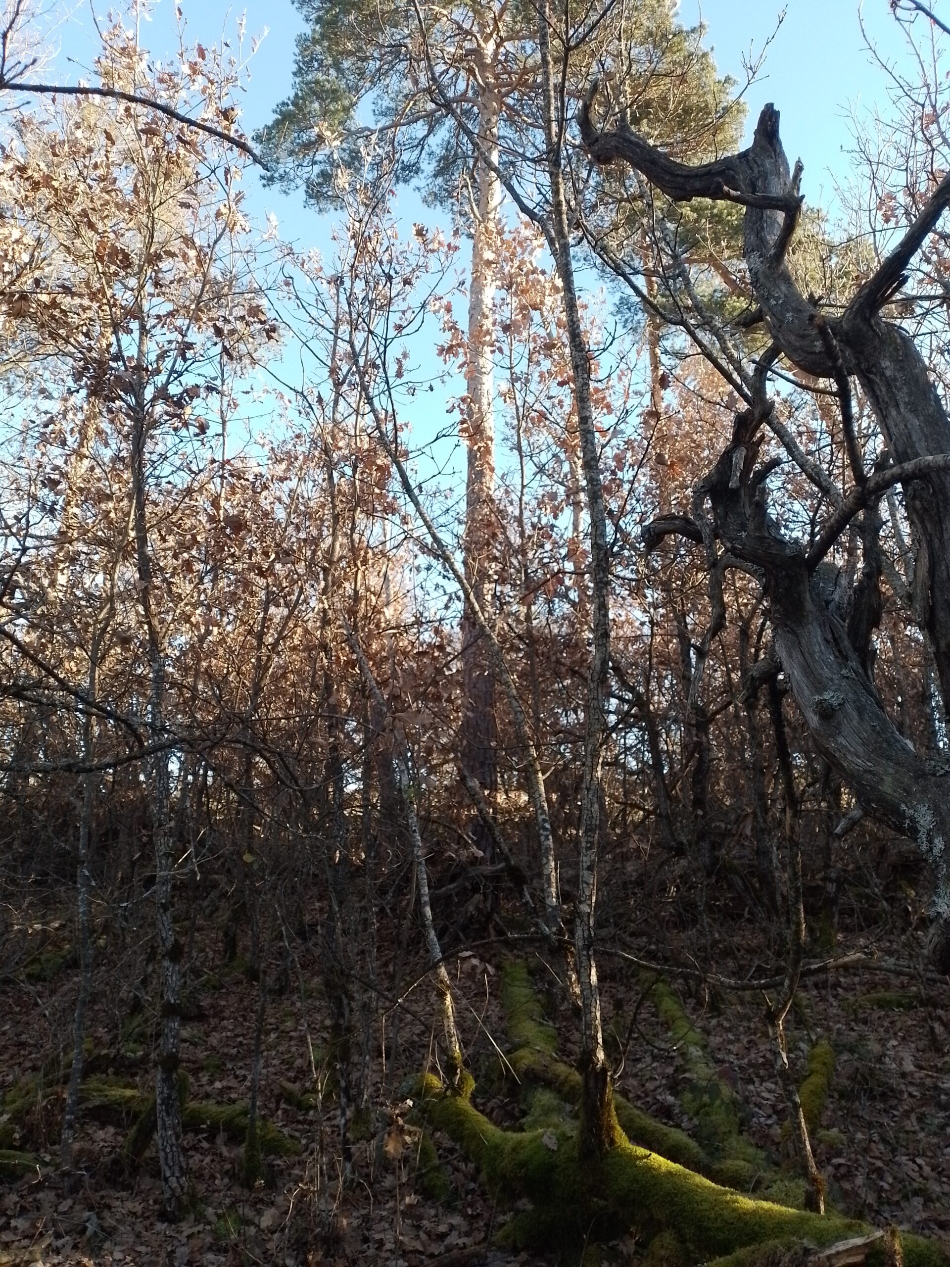 À la découverte des forêts
