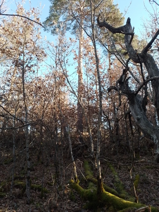 À la découverte des « Drôles de bois »